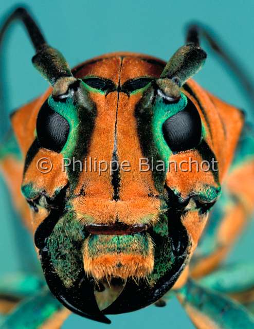 Sternotomis pulchra.JPG - in "Portraits d'insectes" ed. SeuilSternotomis pulchraLongicorneLong horned beetleColeopteraCerambycidaeCameroun